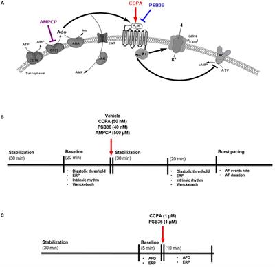 Inhibition of Adenosine Pathway Alters Atrial Electrophysiology and Prevents Atrial Fibrillation